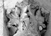 files/capitals/S-DEN-FR/thumbs/S-DEN-FR 0404.jpg